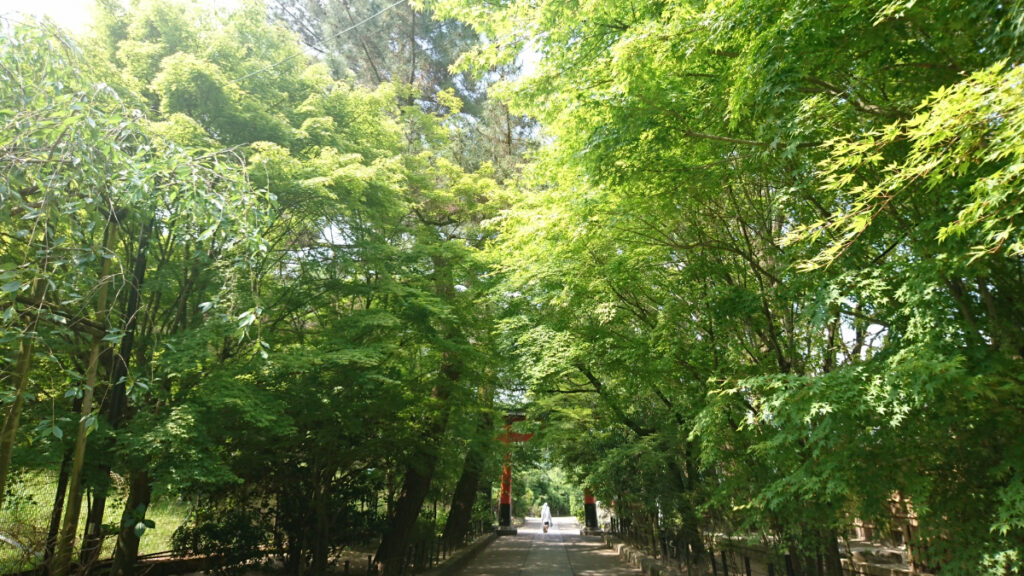 宇治上神社の鳥居と木々。七五三にぴったりな落ち着いた神社