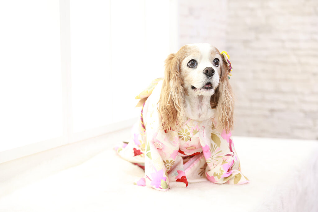 着物を着て撮影する犬